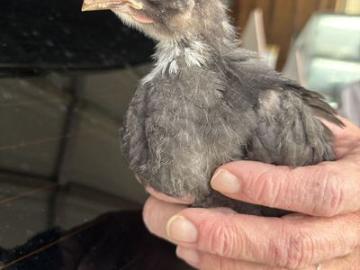 Coop ready black copper marans BCM straight run chicks
