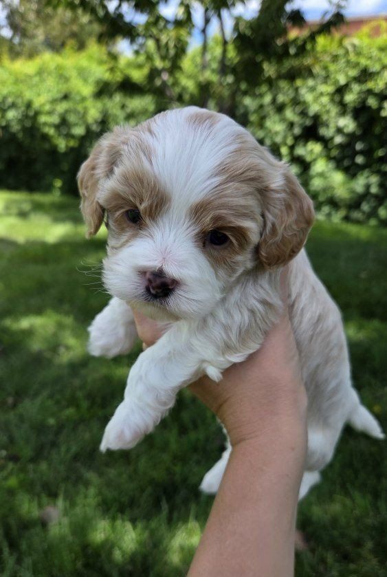 Cavapoo Puppies (Cavalier King Charles Spaniel & Poodle)