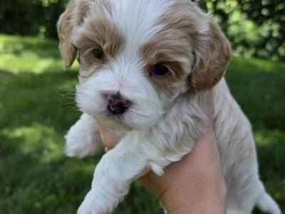 Cavapoo Puppies (Cavalier King Charles Spaniel & Poodle)