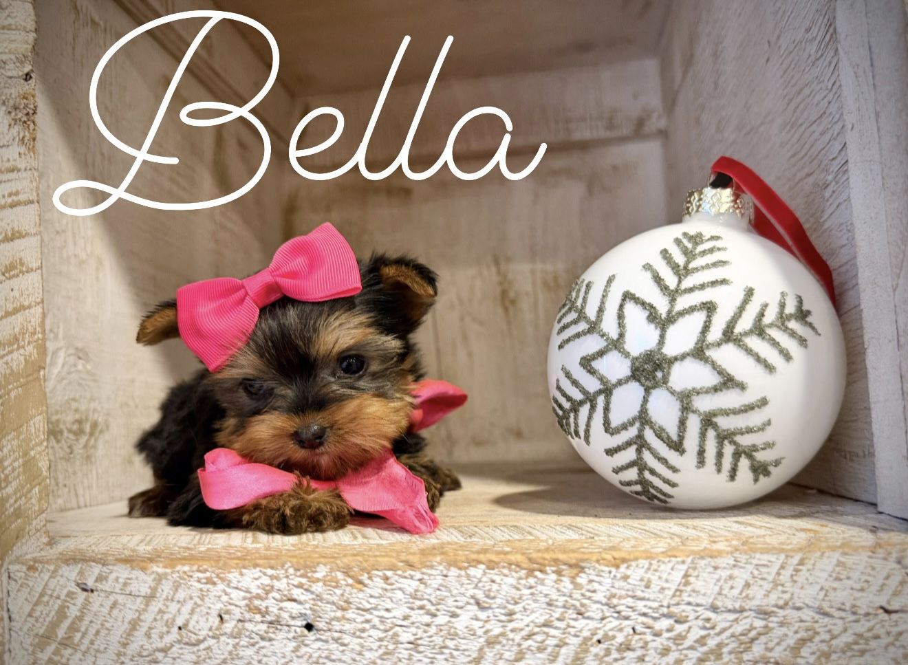 AKC teeny Yorkie puppies