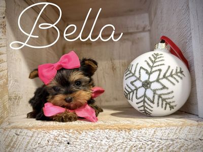 AKC teeny Yorkie puppies