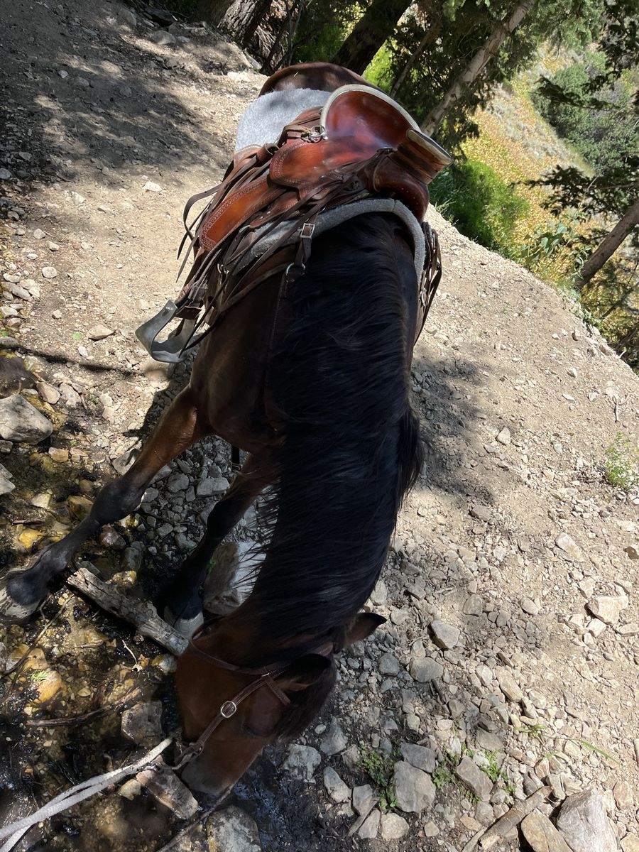 4 year old half draft