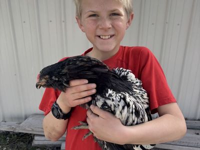 Ready To Lay Chickens