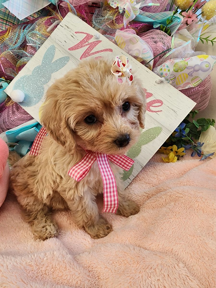 PRICE REDUCED 1299.00 MINI CAVAPOO PUPPIES  READY Now