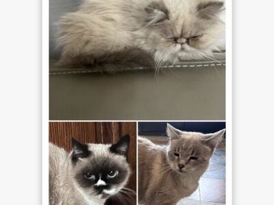 Persian and Manx Female Cats