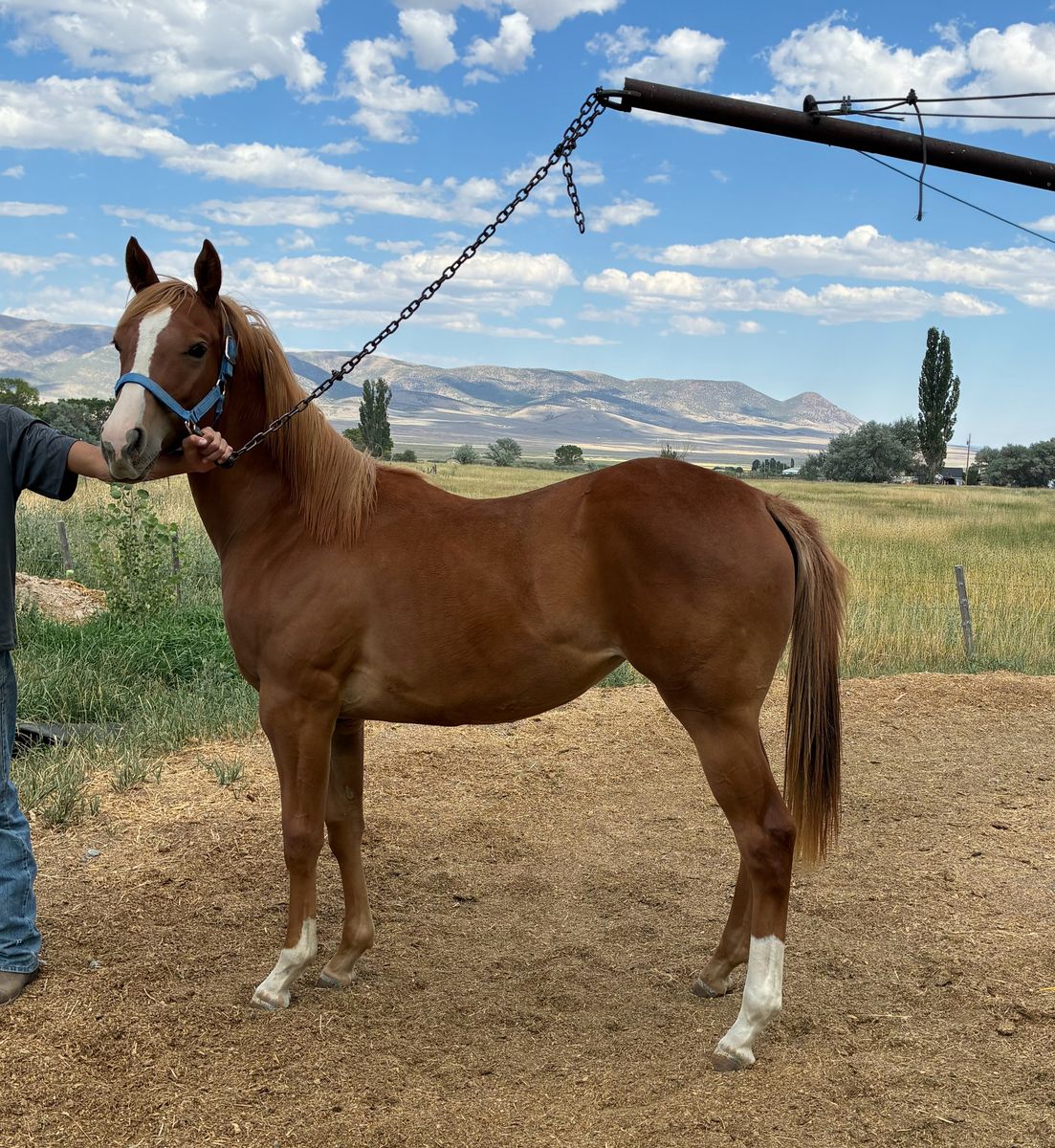 2 Year old Filly