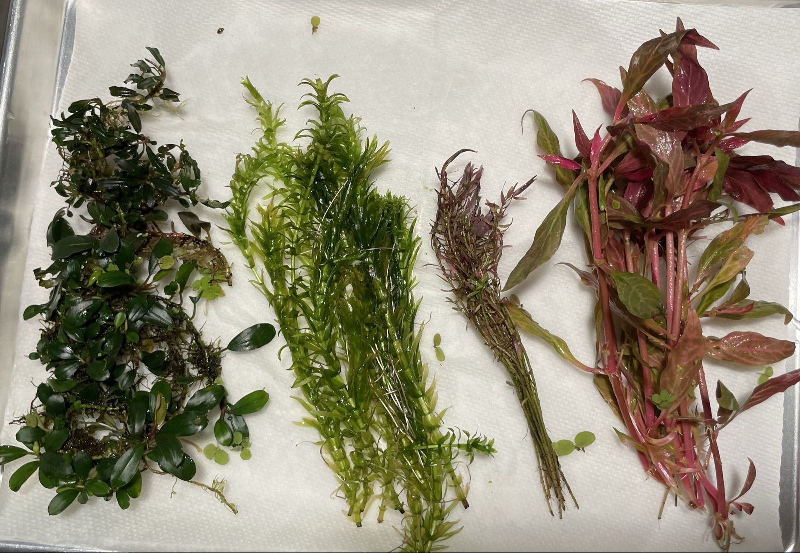 Aquarium Plants 