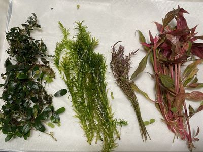 Aquarium Plants