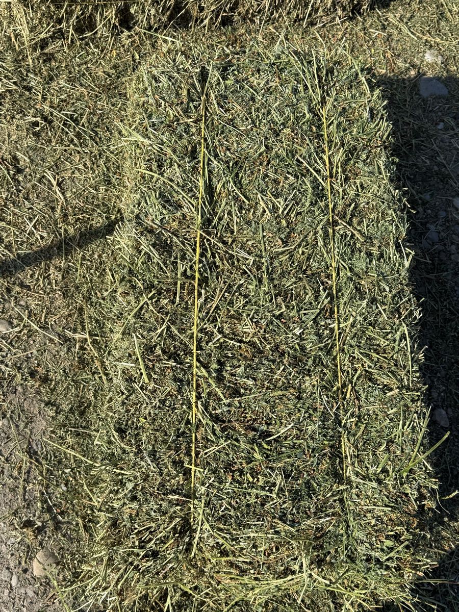 Clean Alfalfa Hay