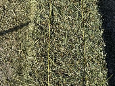Clean Alfalfa Hay