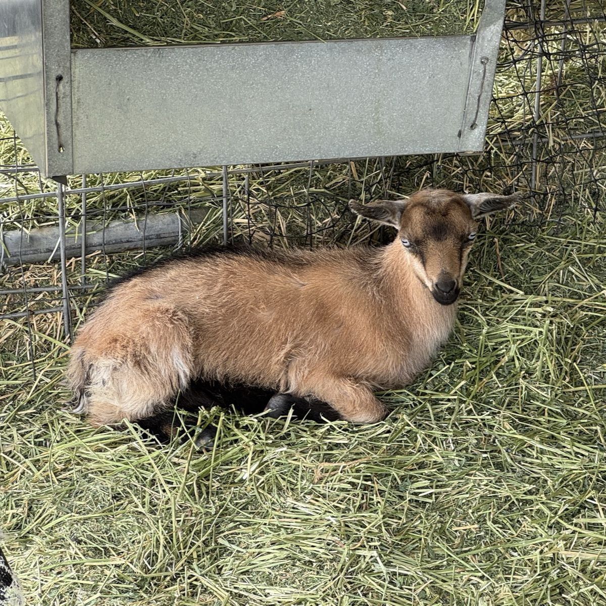 Polled blue-eyed ND Buckling