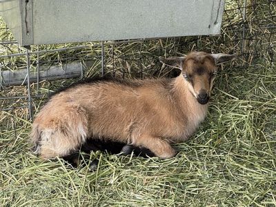 Polled blue-eyed ND Buckling