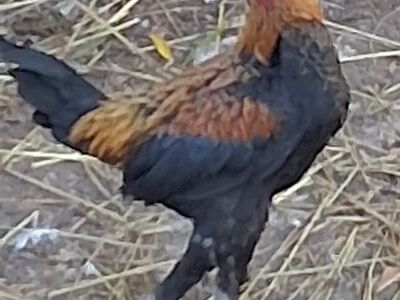 Modern Game Show Quaility Bantams