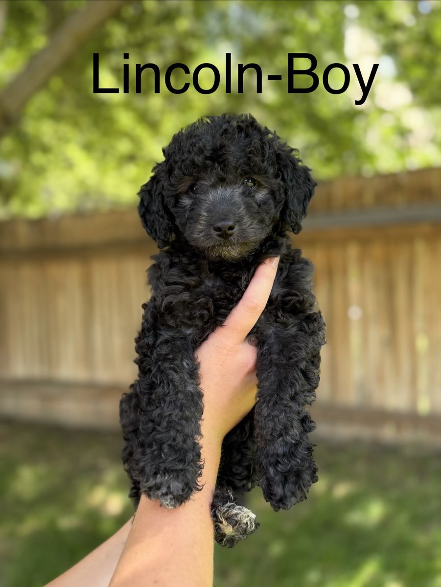 Darling and Playful Maltipoo Toy Poodle Puppies
