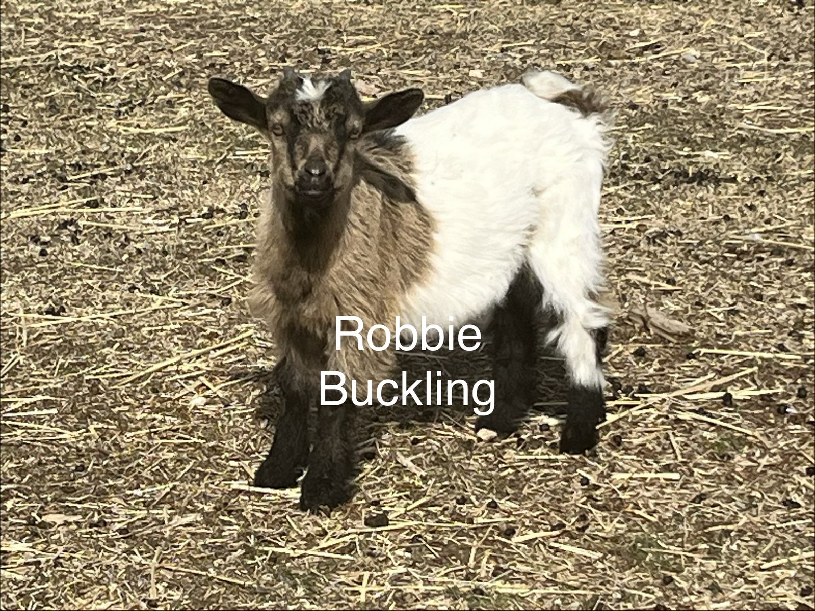 Baby Goats Available! Christmas & New Year Kids!