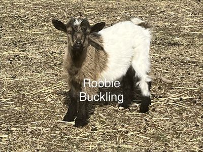 Baby Goats Available! Christmas & New Year Kids!