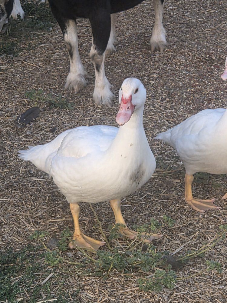 1 male duck