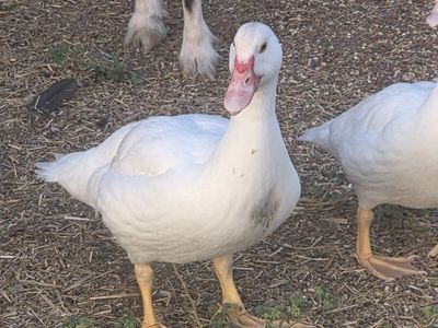 1 male duck