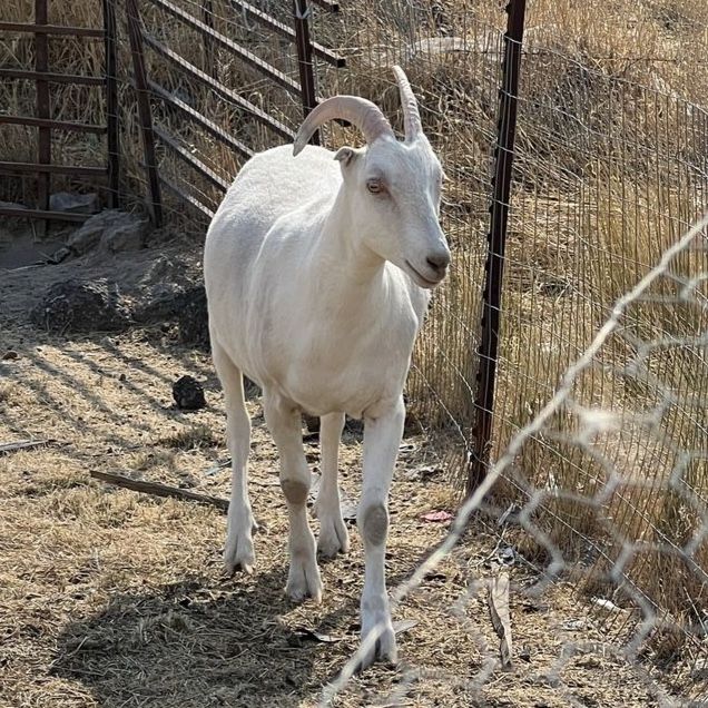 Wether goat