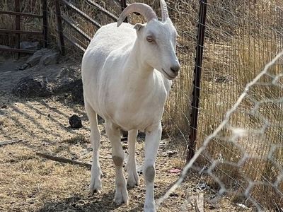 Wether goat