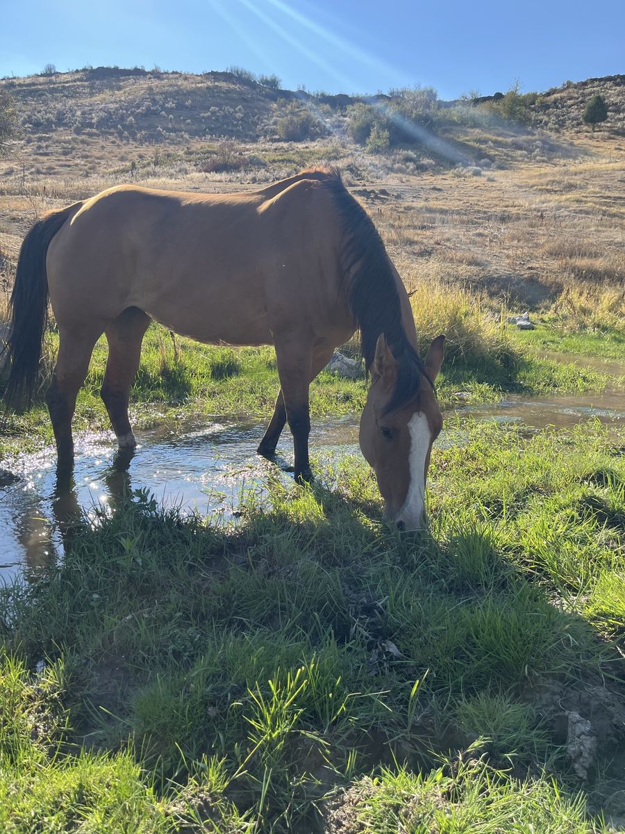 Dun Mare