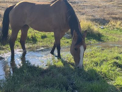 Dun Mare
