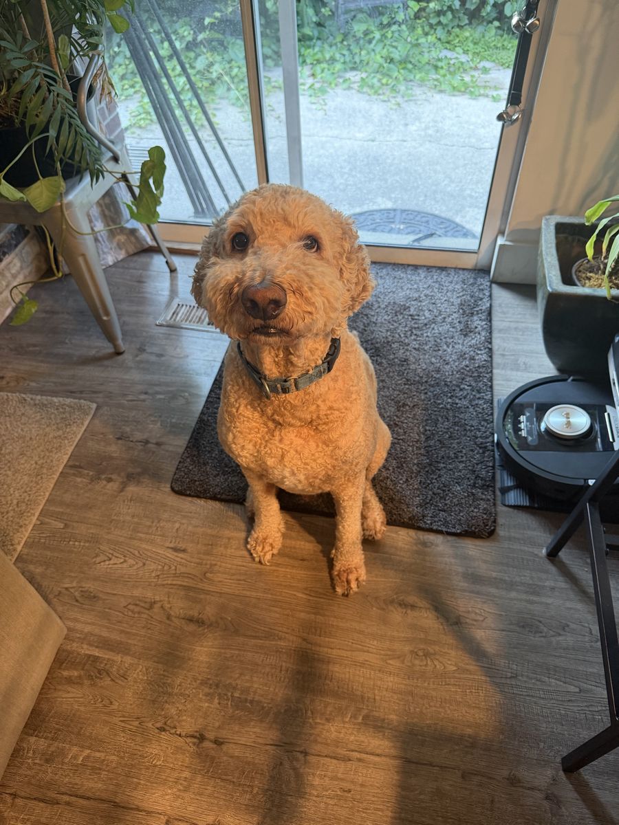 Adorable Goldendoodle - Sweet and Ready for a New Home