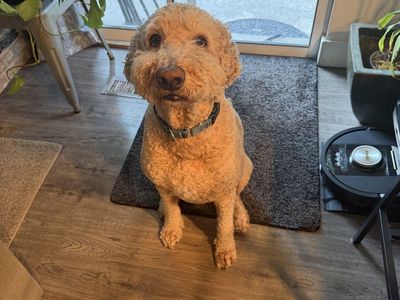 Adorable Goldendoodle - Sweet and Ready for a New Home