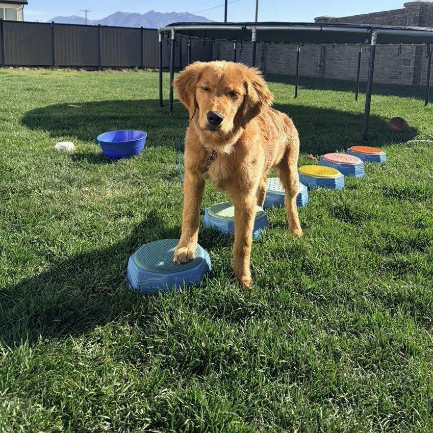 AKC DNA Dark Red Golden Retriever Puppy Program