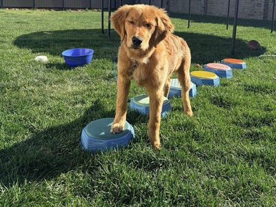 AKC DNA Dark Red Golden Retriever Puppy Program