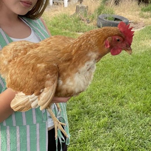3 Laying Hens (1.5 Years Old) - ISA Browns & Sapphire Gem