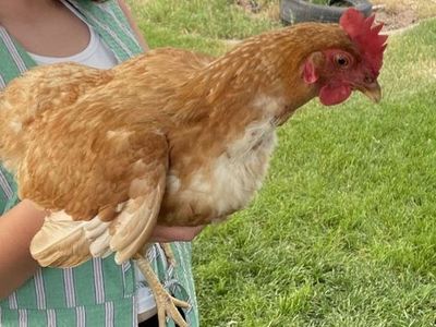 3 Laying Hens (1.5 Years Old) - ISA Browns & Sapphire Gem
