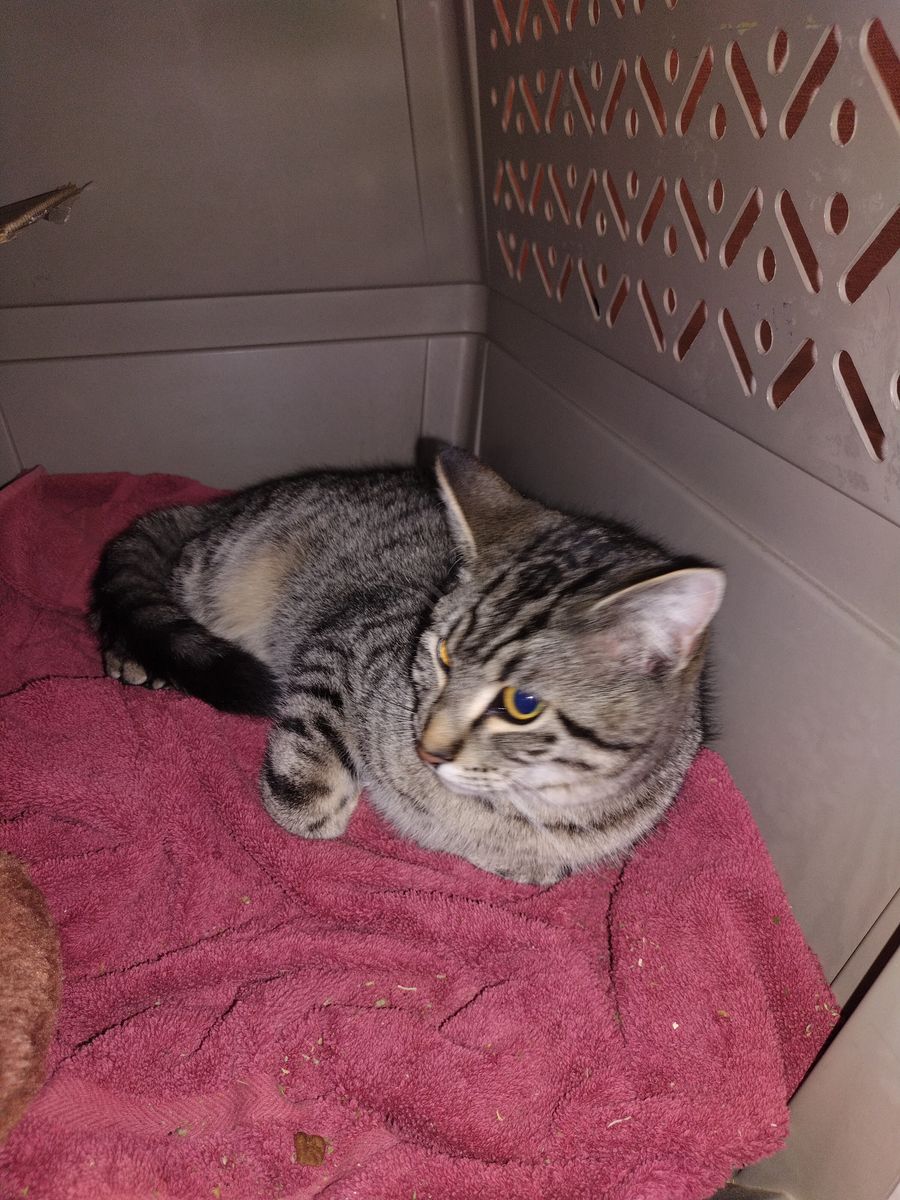 Hi! My Name is Tiger.