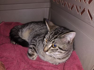 Hi! My Name is Tiger.