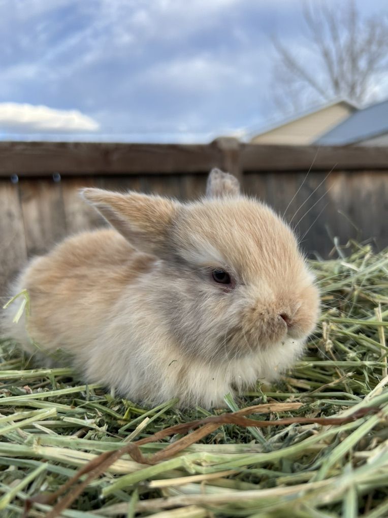 Pedigreed Holland Lop Buck