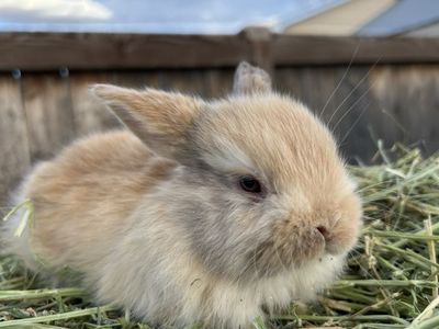 Pedigreed Holland Lop Buck