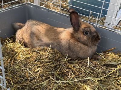 Lionshead rabbit buck
