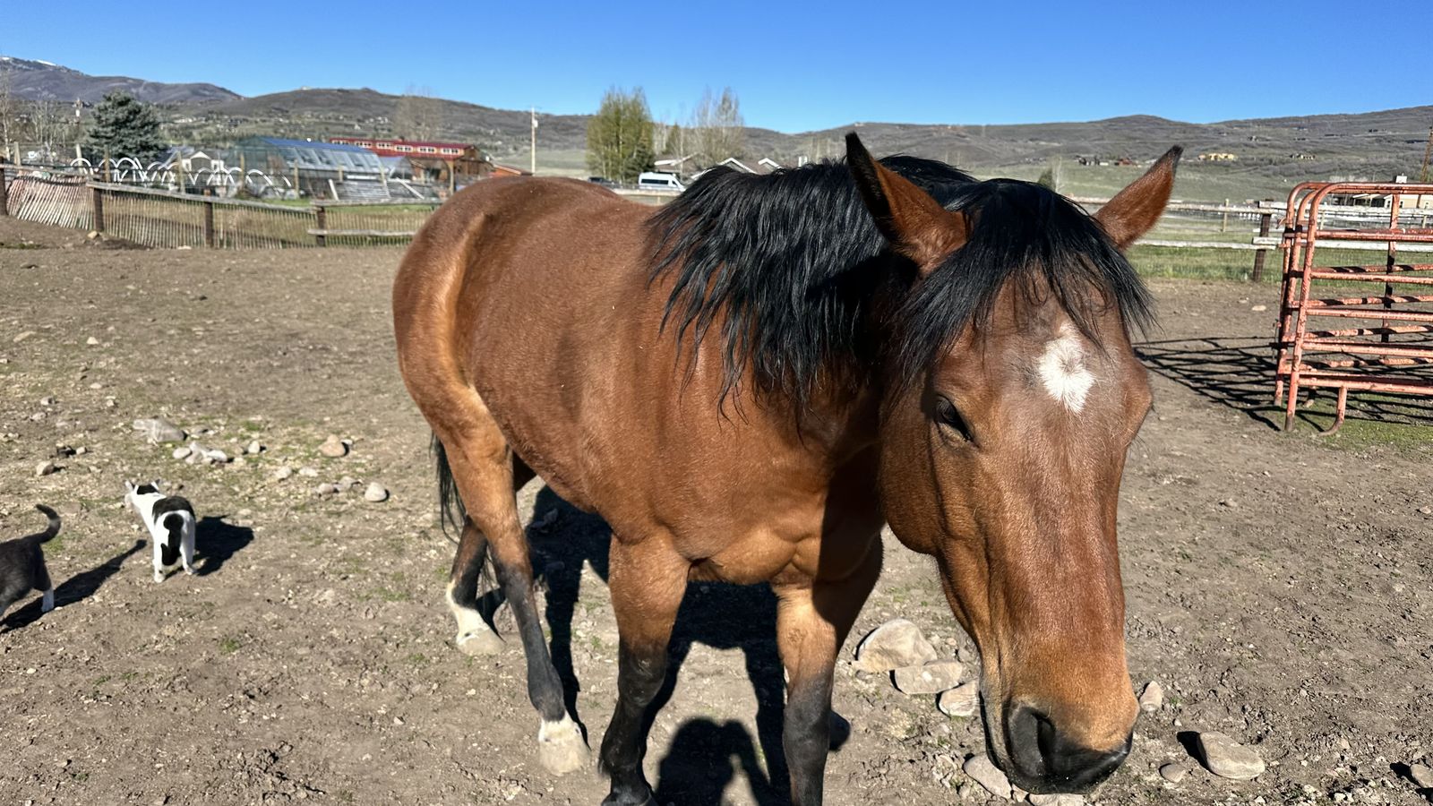 2 horses for sale