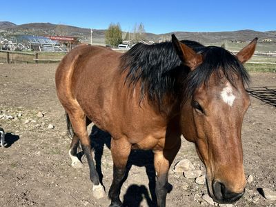 2 horses for sale