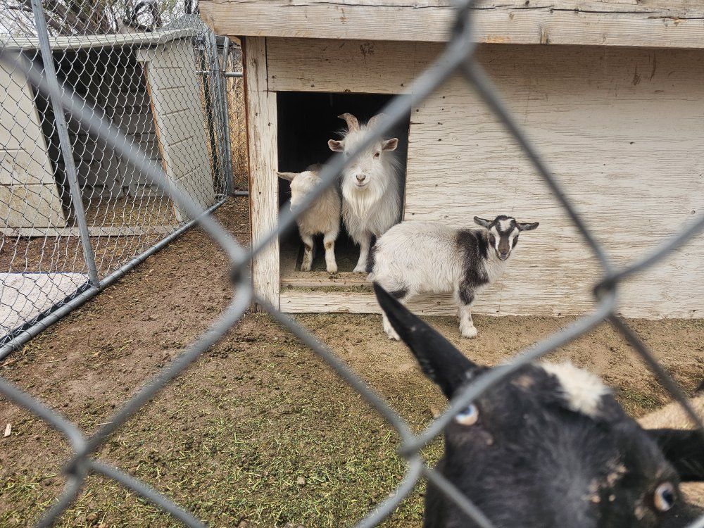 Mini Fainter/ND buckling