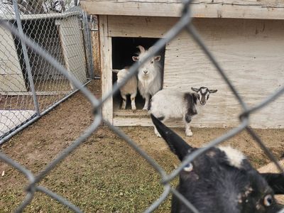 Mini Fainter/ND buckling