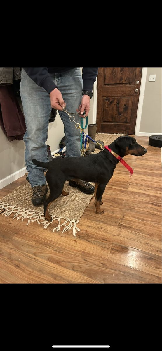 Jagdterrier