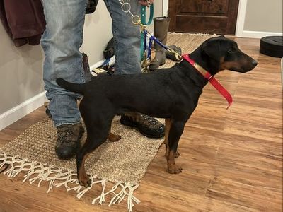 Jagdterrier