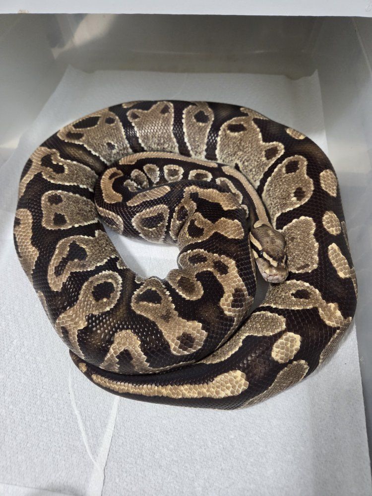 Female Vanilla Proven Breeder