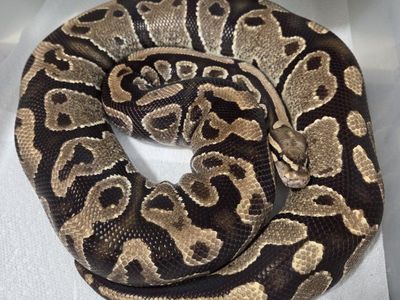 Female Vanilla Proven Breeder