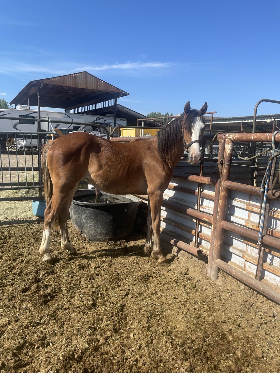 Yearling 1/4 Draft Filly