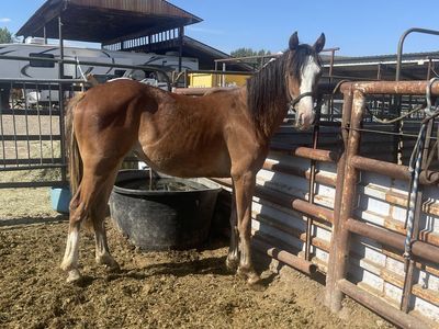 Yearling 1/4 Draft Filly
