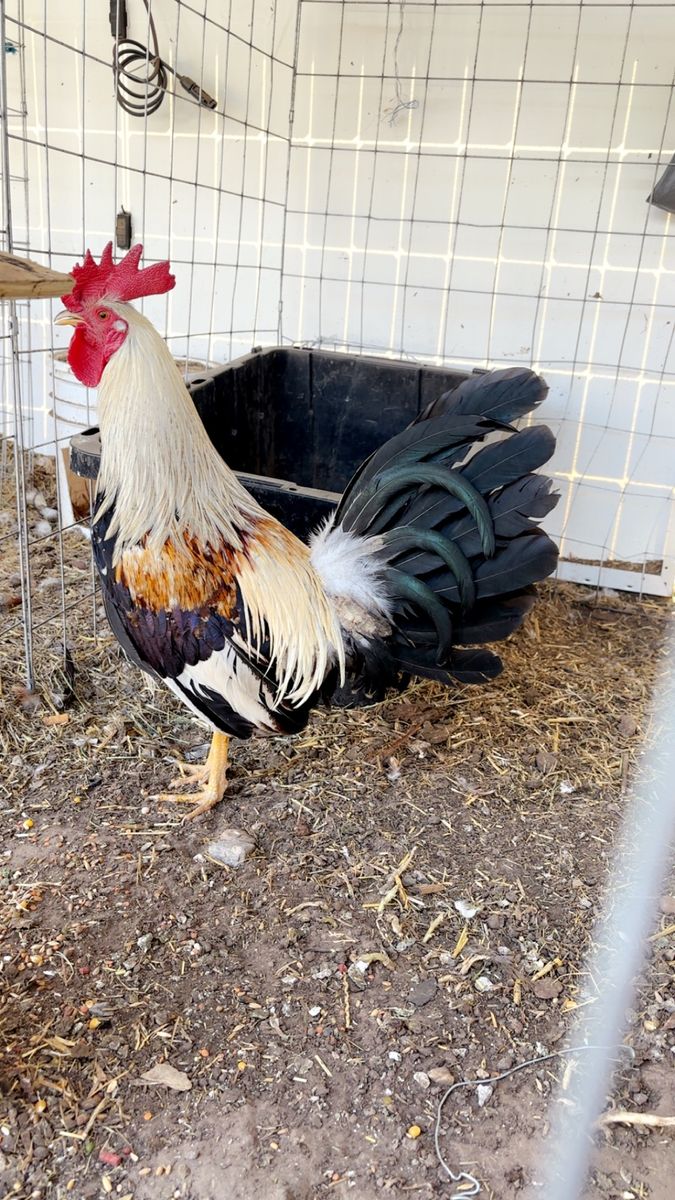 Gamefowl