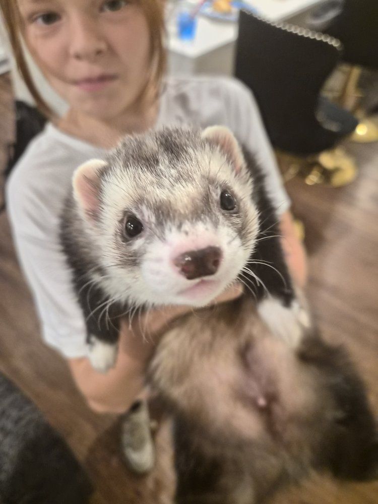 Ferrets and cage for sale - accessories included!