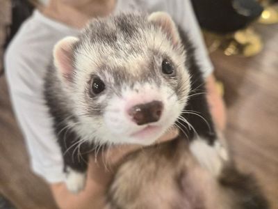 Ferrets and cage for sale - accessories included!